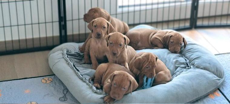 Magyar Vizsla Welpen reinrassig