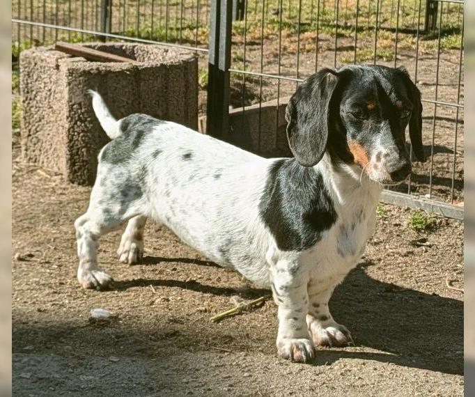 Amerikanischer Zwergdackel