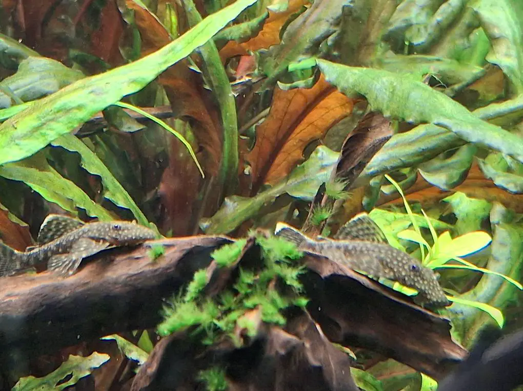 Welse wie im Bild zu verkaufen