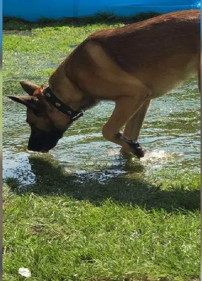 4 Jährigen Malinois