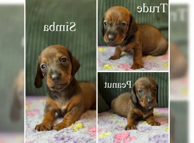 3 von 6 süssen Dackelwelpen suchen ein liebevolles Zuhause