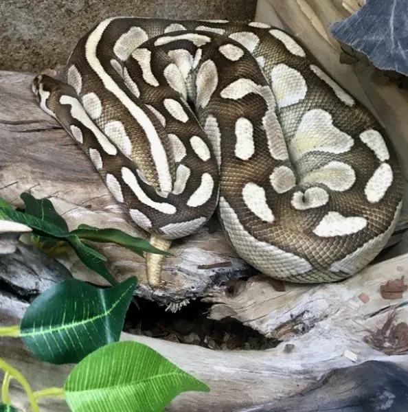 KönigsPython inkl. Terrarium