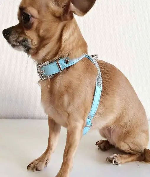  F+M Geschirr BLING für chihuahua hellblau, Gr.XS