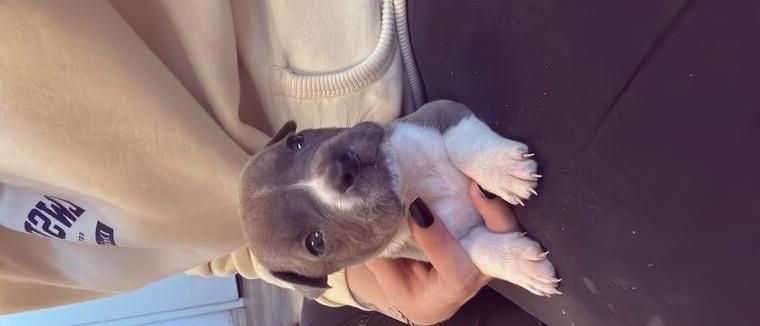 American Staffordshire Terrier