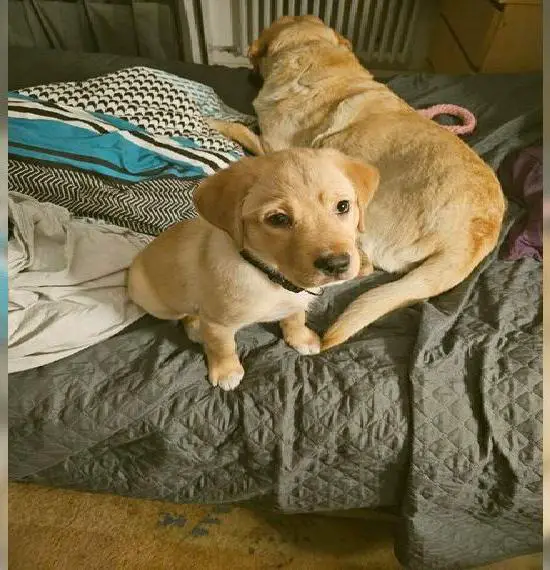 Weiblicher Aussiedor-Welpe (blond) von Privat sucht ab sofort liebevolles Zuhause