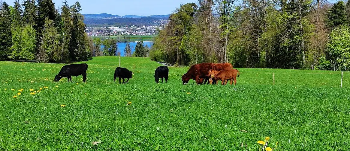 Rindfleisch - Weidebeef ab Hof im 10 kg Mischpaket