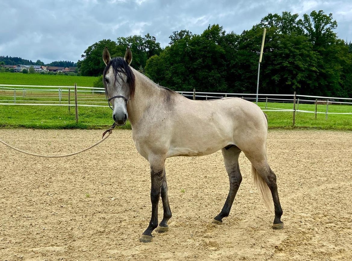Lusitano Wallach - ein absolutes Herzenspferd