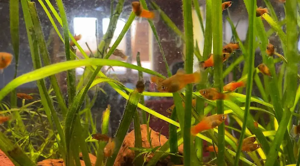 Platy zu verschenken