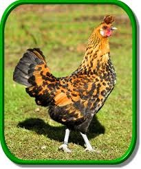 reinrassige Appenzellerbruteier