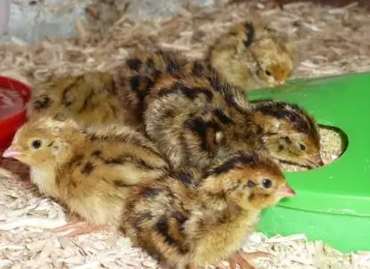 Laufend Legewachteln & Bruteier zu verkaufen, mit Kurierlieferung