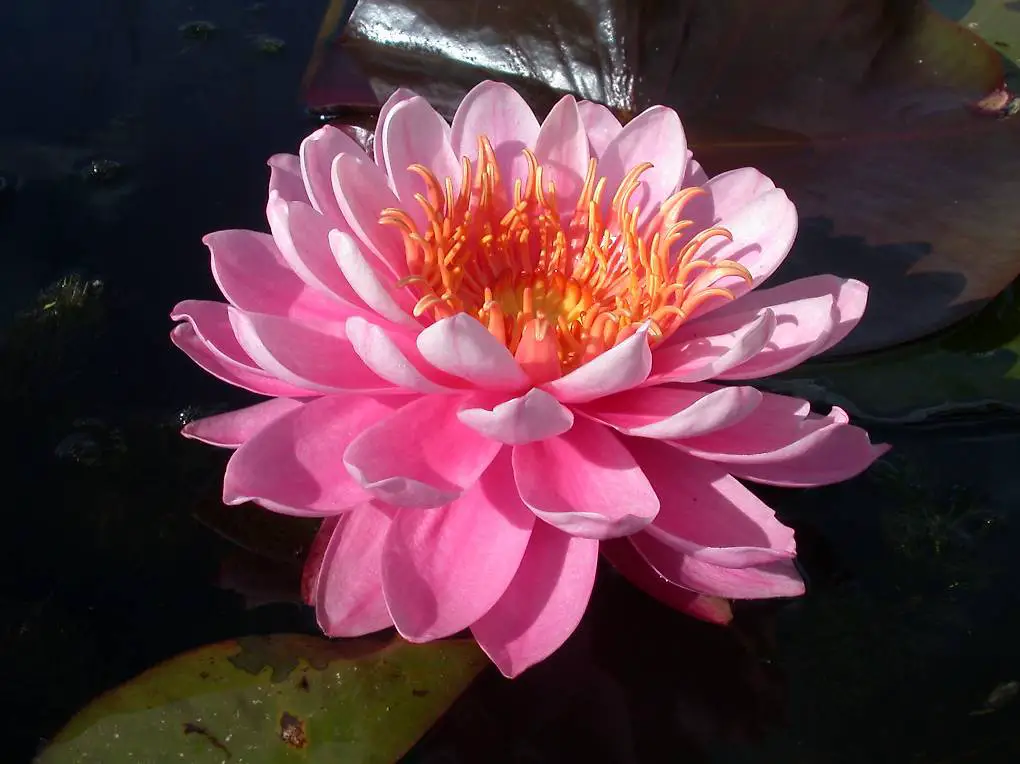 Seerose Teichpflanze Nymphaea "Perry"s Fire Opal"