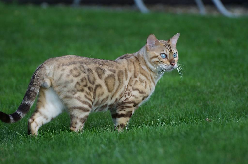 Bengal Kater kastriert