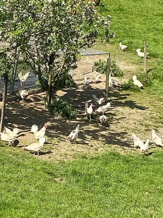 Legehennen 1 jährig