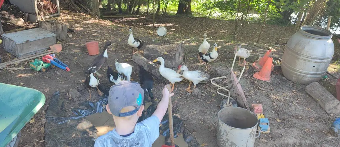 Junge Laufenten von Naturspielgruppe