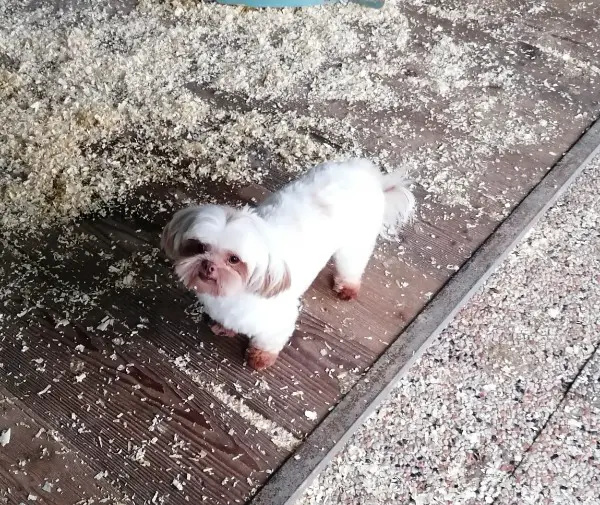 Shih Tzu Ruede im Canile Lager