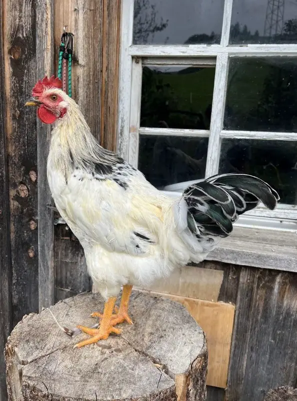 3 Hähne suchen neues zuhause