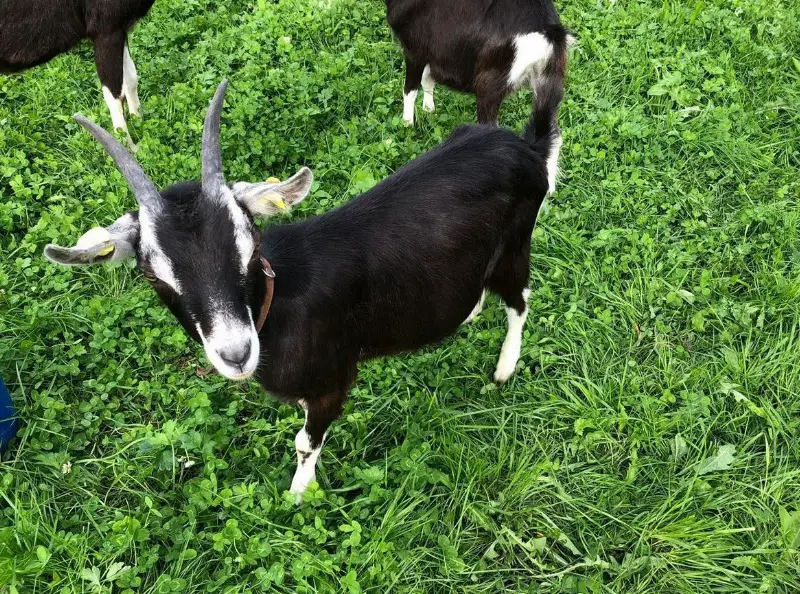 Bündner Strahlenziege + Bündner Strahlenziegenbock kastriert