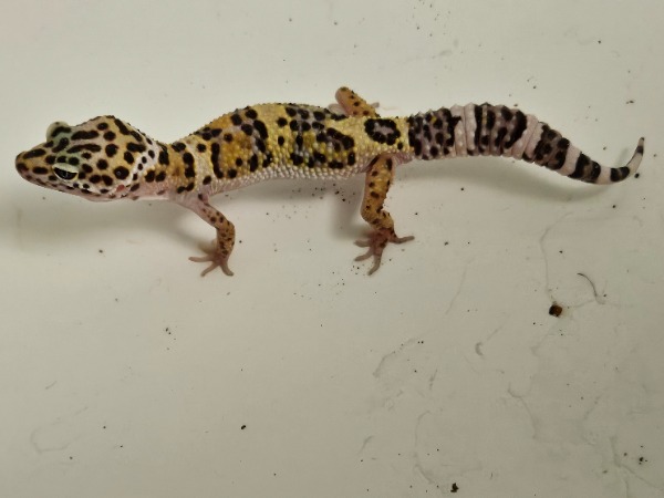 Aus unserer Hobbyzucht: Leopardgecko zu verkaufen