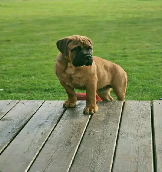 Bullmastiffwelpen verfügbar in der Hauszucht