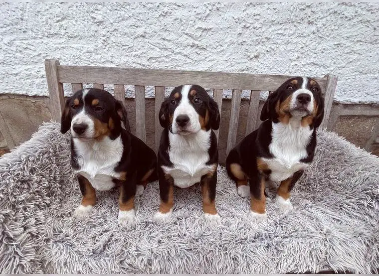 Entlebucher Sennenhund Welpen
