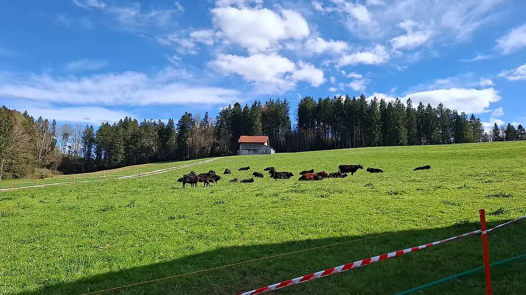 Diverse Dexter Kühe mit Kälber und Rinder