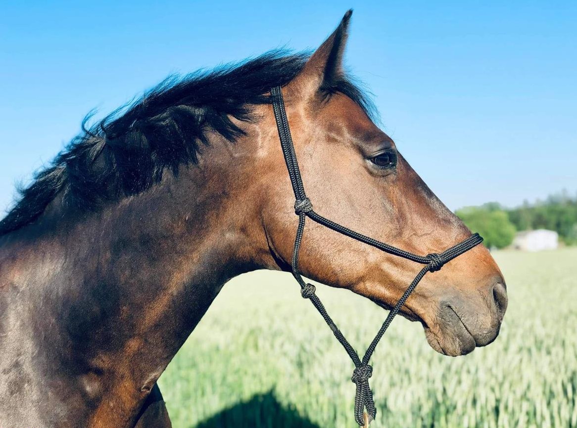 Reitbeteiligung für Oldenburger Wallach in Kölliken AG