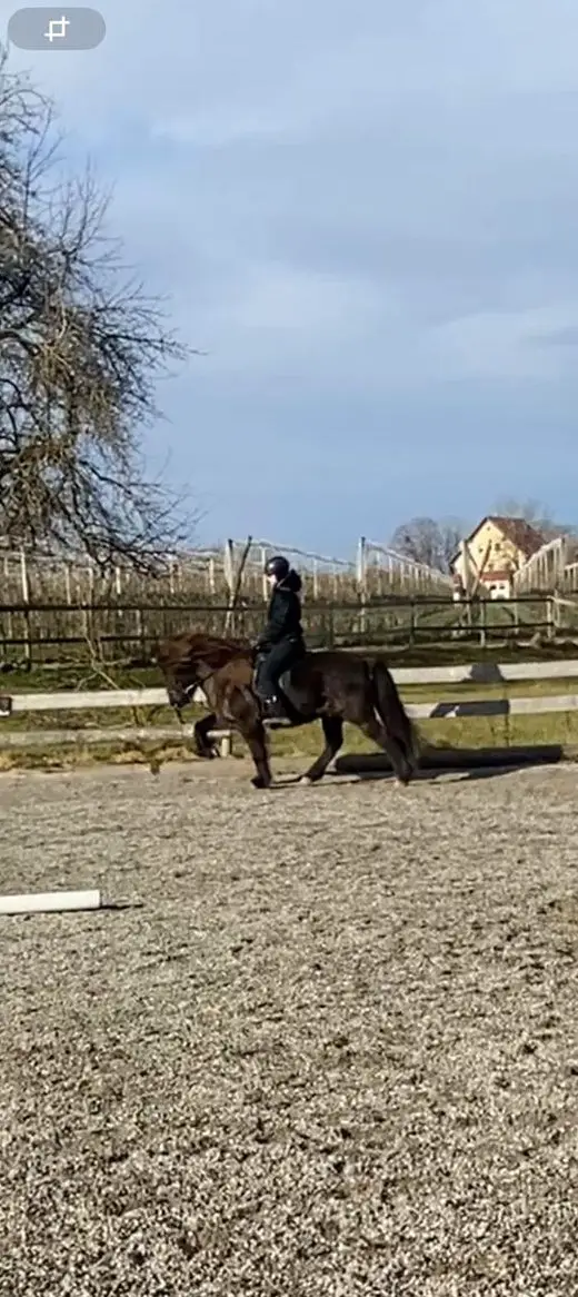 Islandwallach, ein grosser, schwarzer Traum