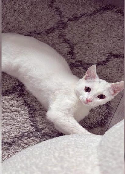 Türkische Angora Katze