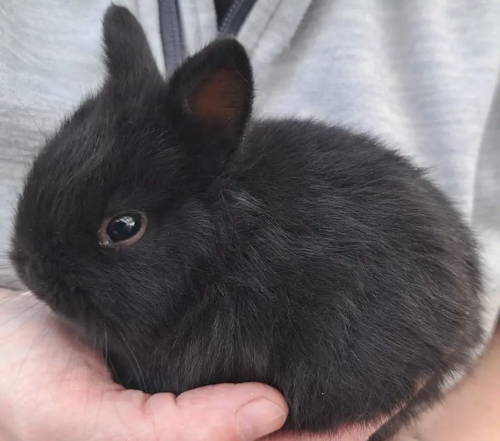 Herzige junge Zwergkaninchen zu verkaufen