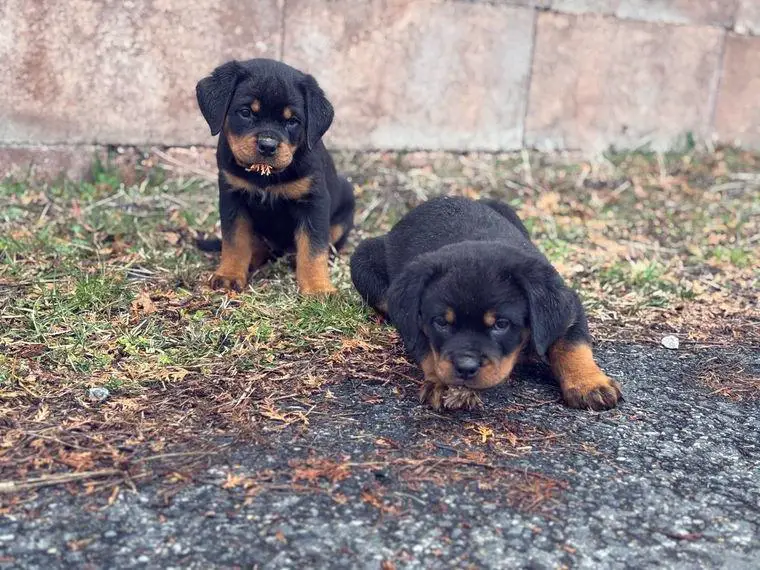 Rottweiler Welpen
