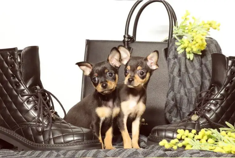 Zwei zuckersüsse Russkiy Toy Welpen (Weibchen) , suchen Zuhause