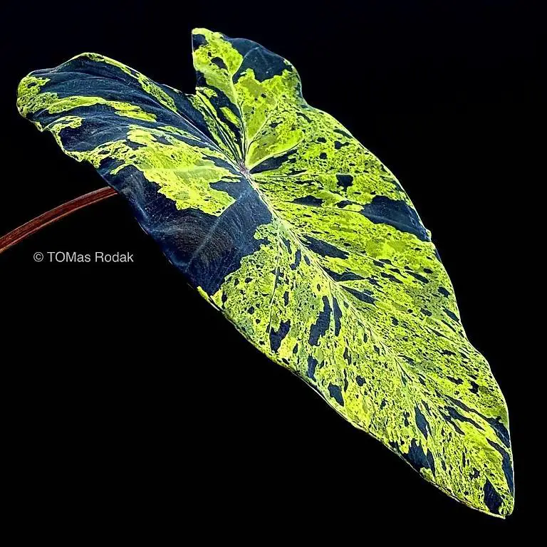 Colocasia Esculenta Mojito - Tropisches Highlight