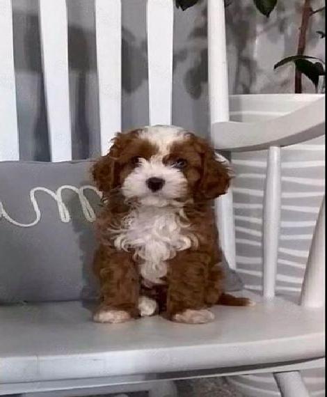 Pudel/Cavalier King=Cavapoo Rüden