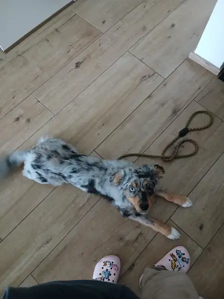 Mini Australian Shepherd Rüde