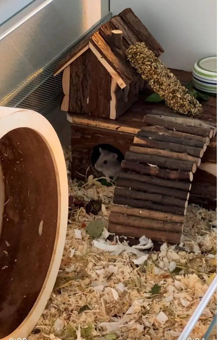 GRATIS: Zwerghamster und gesamtes Zubehör