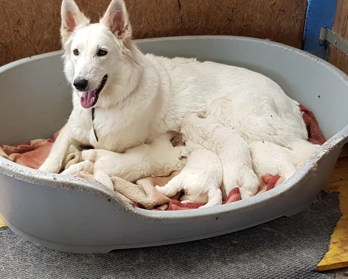 AC weisse Schäferhund Welpen
