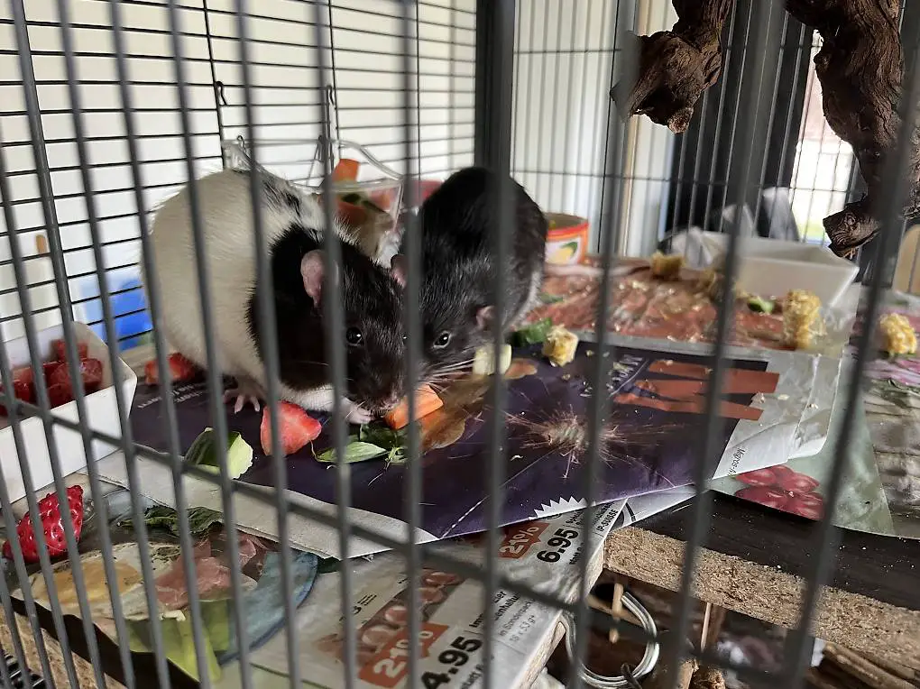 2 Farbratten Böcke (5 Monate alt)