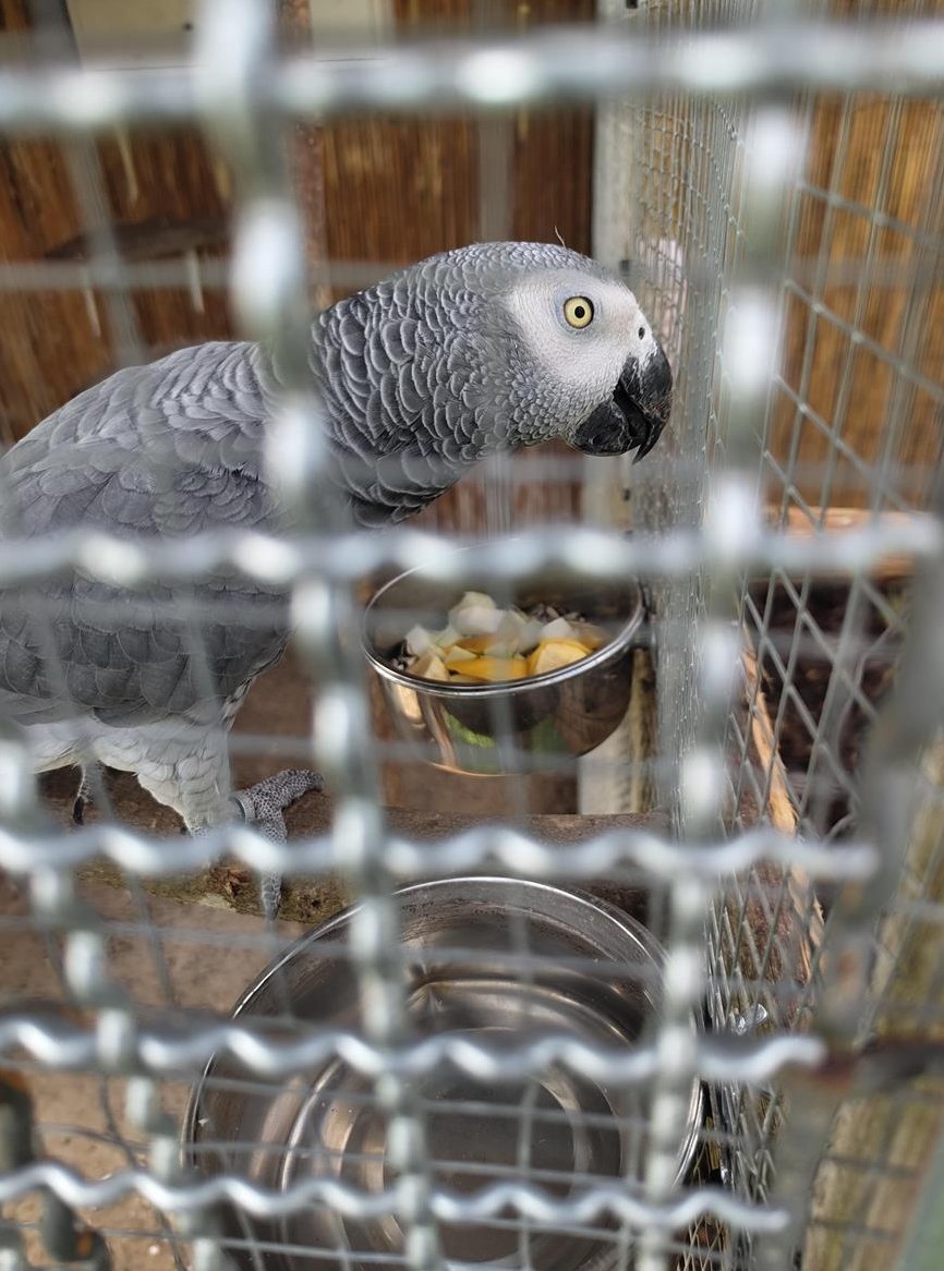 27-jähriger Kongo Graupapagei sucht grosse Liebe