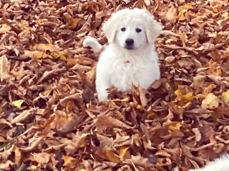 Kuvasz Welpen Rüden & Hündin VDH Zucht