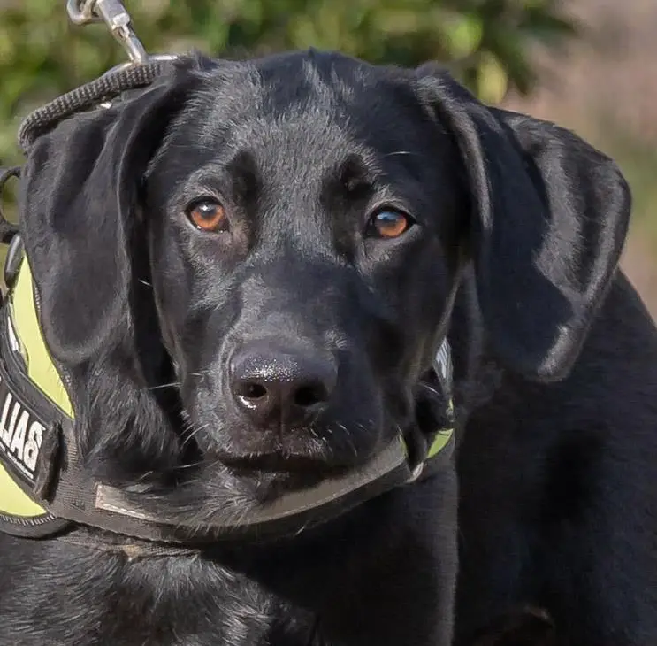 Remco, ein junger Ridgeback x Labrador Mischlingsrüde