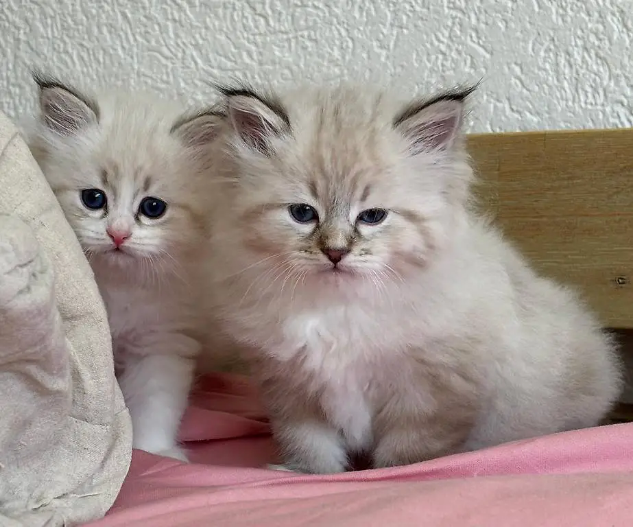 Reinrassige Neva Masquerade Kätzchen
