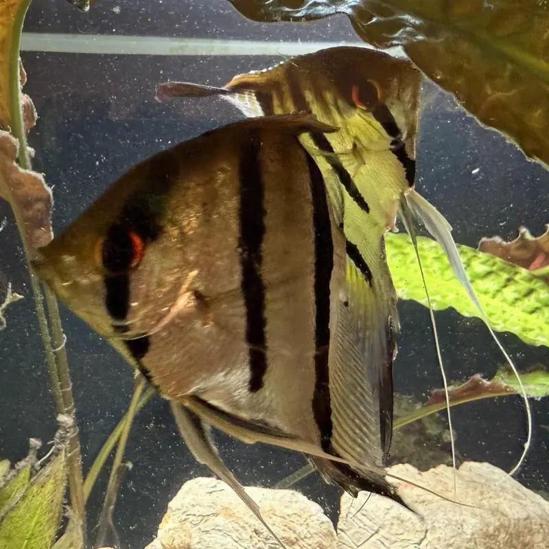 Ausgewachsenes Skalaren Paar / Skalar