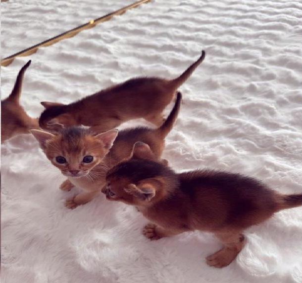 Traumhafte Abessinier Kitten suchen ein liebevolles Zuhause