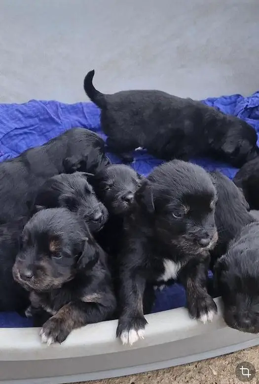 Golden Retriever Mischlings Welpen suchen Zuhause