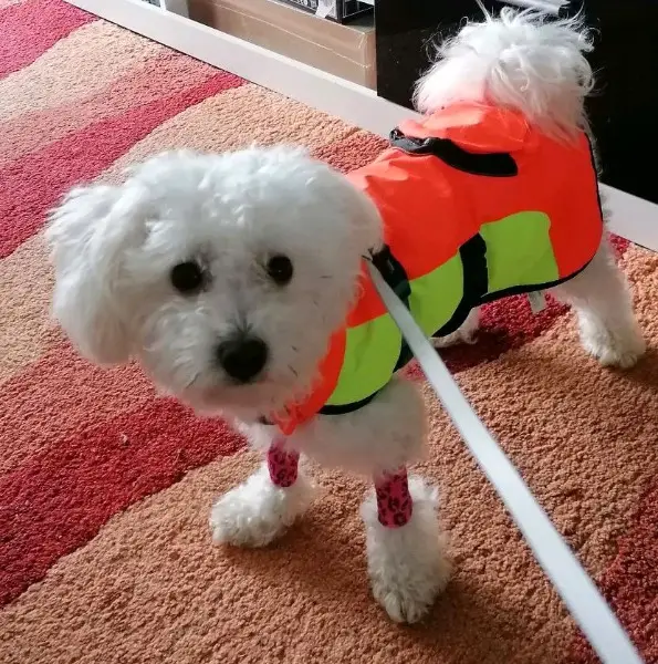 Verspielter Bichon Frisé Welpe sucht liebevolles Zuhause