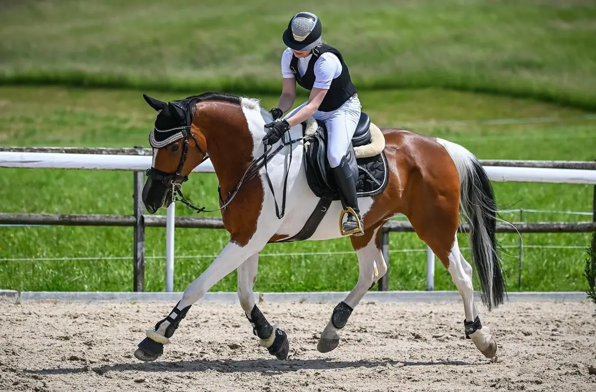 Suche Reitbeteiligung für mein Pferd, Frauenfeld