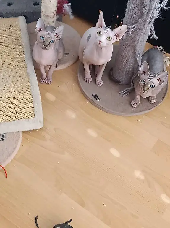 sphynx schöne Mädchen kitten