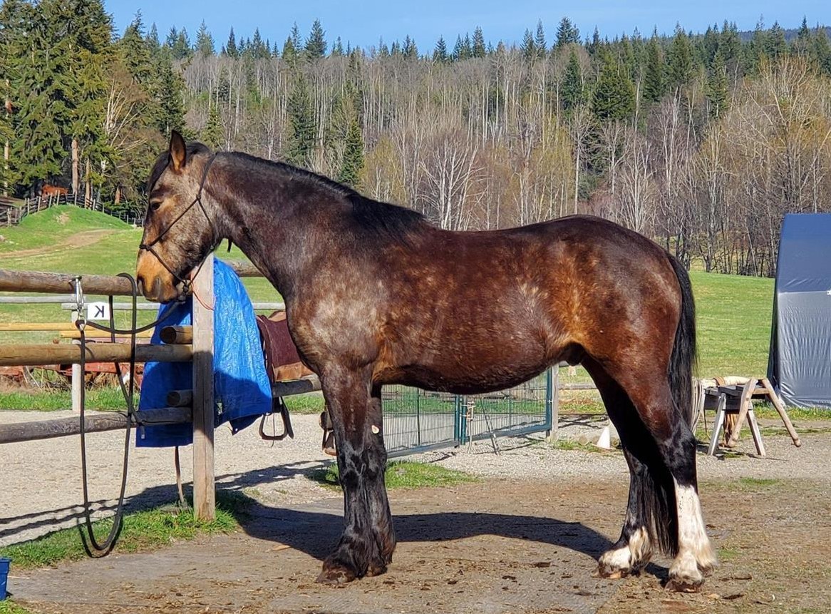 Mustang Wallach zum selber starten