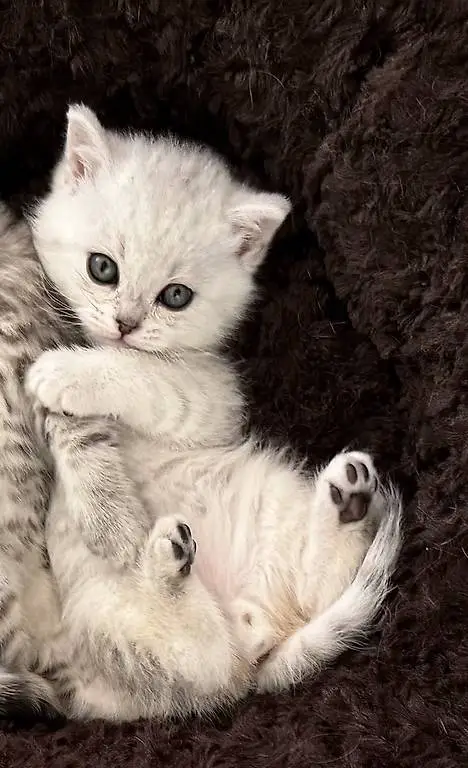 Adorable British straight à vendre