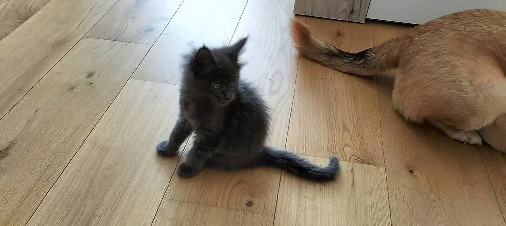 Maine Coon Mädchen Blau Shabby